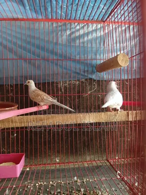 Crystal White and Red Diamond Dove
