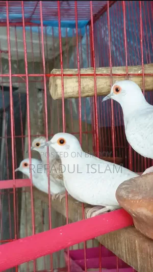 Crystal White And Red Diamond Dove