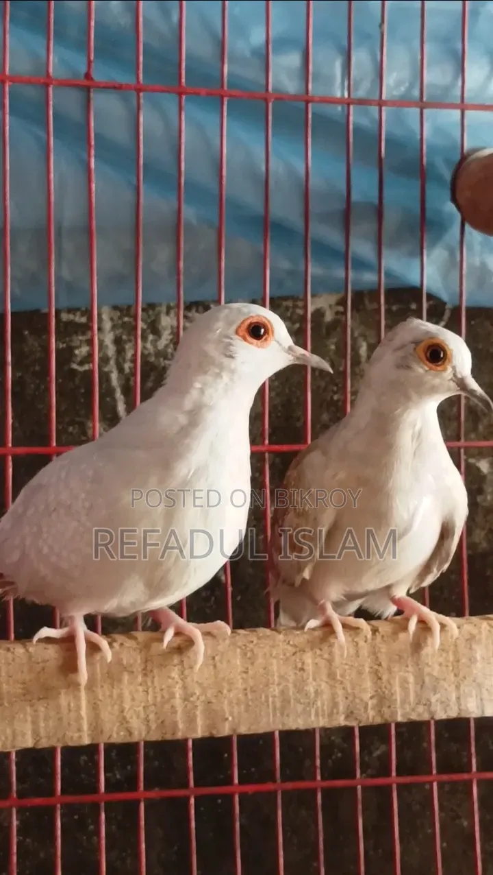 Crystal White and Red Diamond Dove