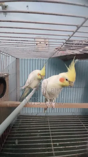 লুটিনো কোকাটিয়েল পাখি জোড়া