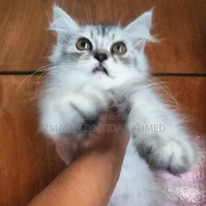 1-3 months Male Purebred Persian
