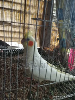 ককাটেল পাখি