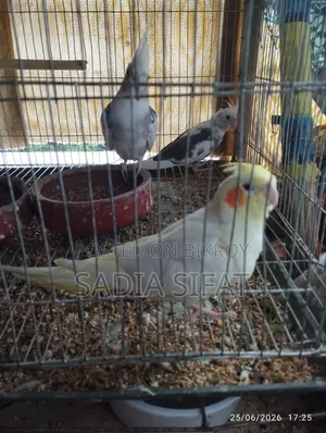 ককাটেল পাখি