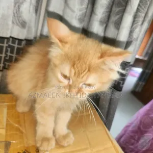 ১-৩ মাস বয়সী পুরুষ পিওরব্রেড পার্সিয়ান
