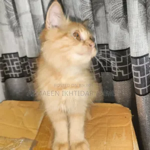 ১-৩ মাস বয়সী পুরুষ পিওরব্রেড পার্সিয়ান