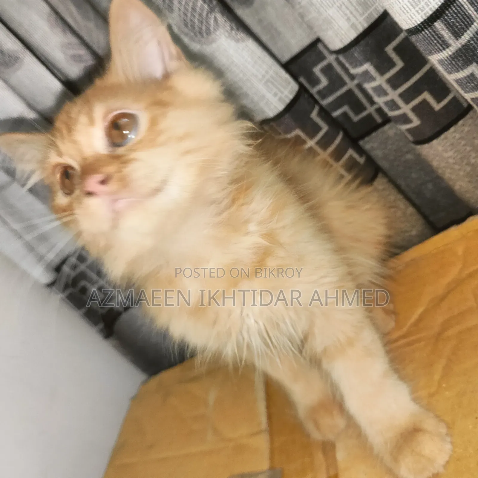 ১-৩ মাস বয়সী পুরুষ পিওরব্রেড পার্সিয়ান