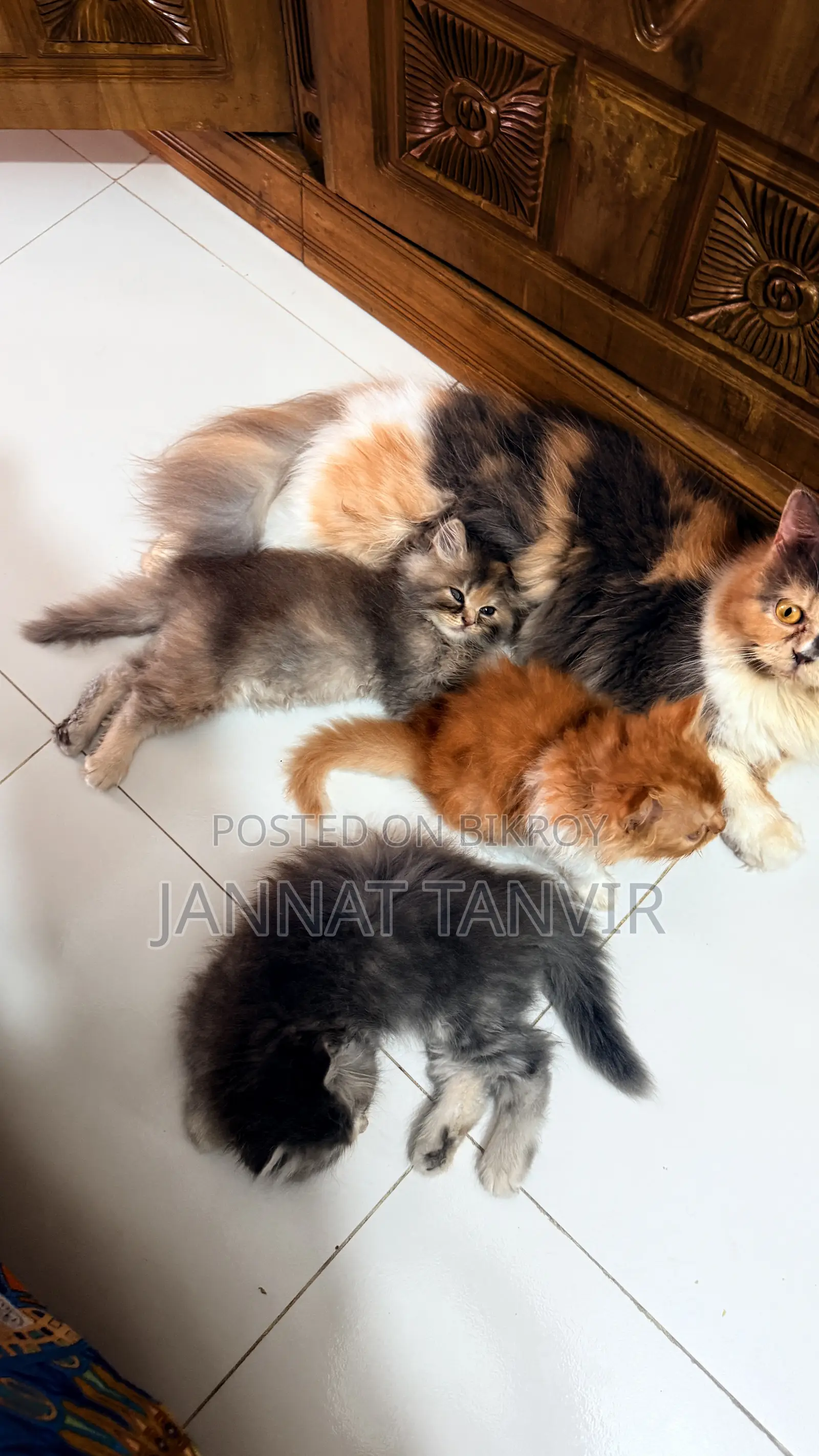 1-3 months Female Purebred Persian