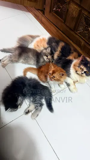 1-3 months Female Purebred Persian