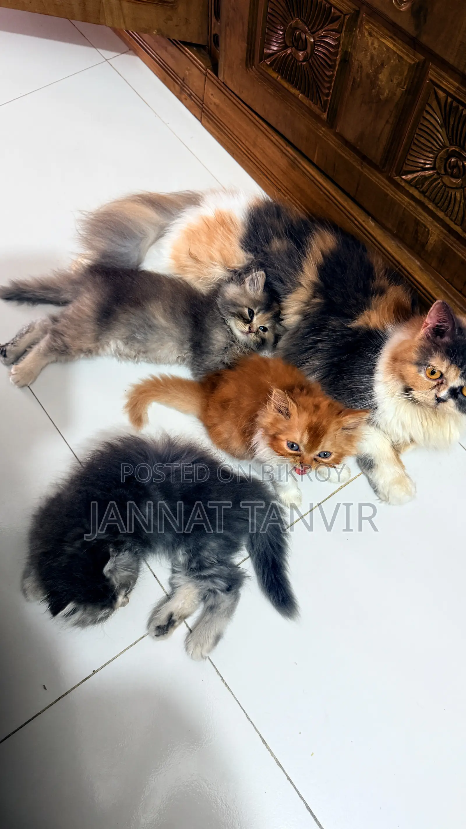 1-3 months Female Purebred Persian