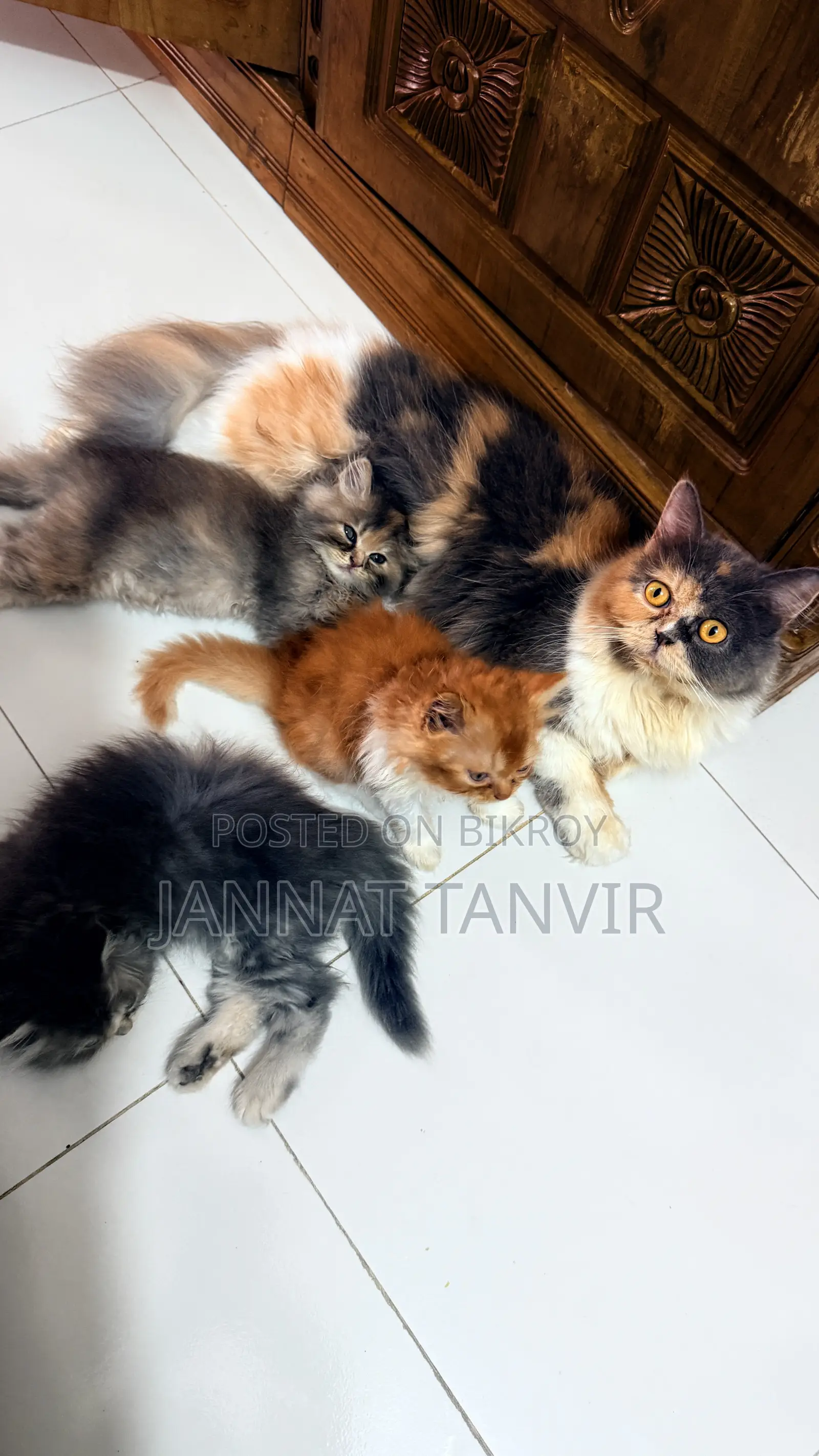 1-3 months Female Purebred Persian