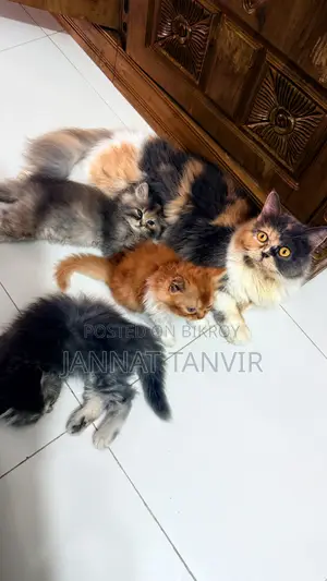 1-3 months Female Purebred Persian