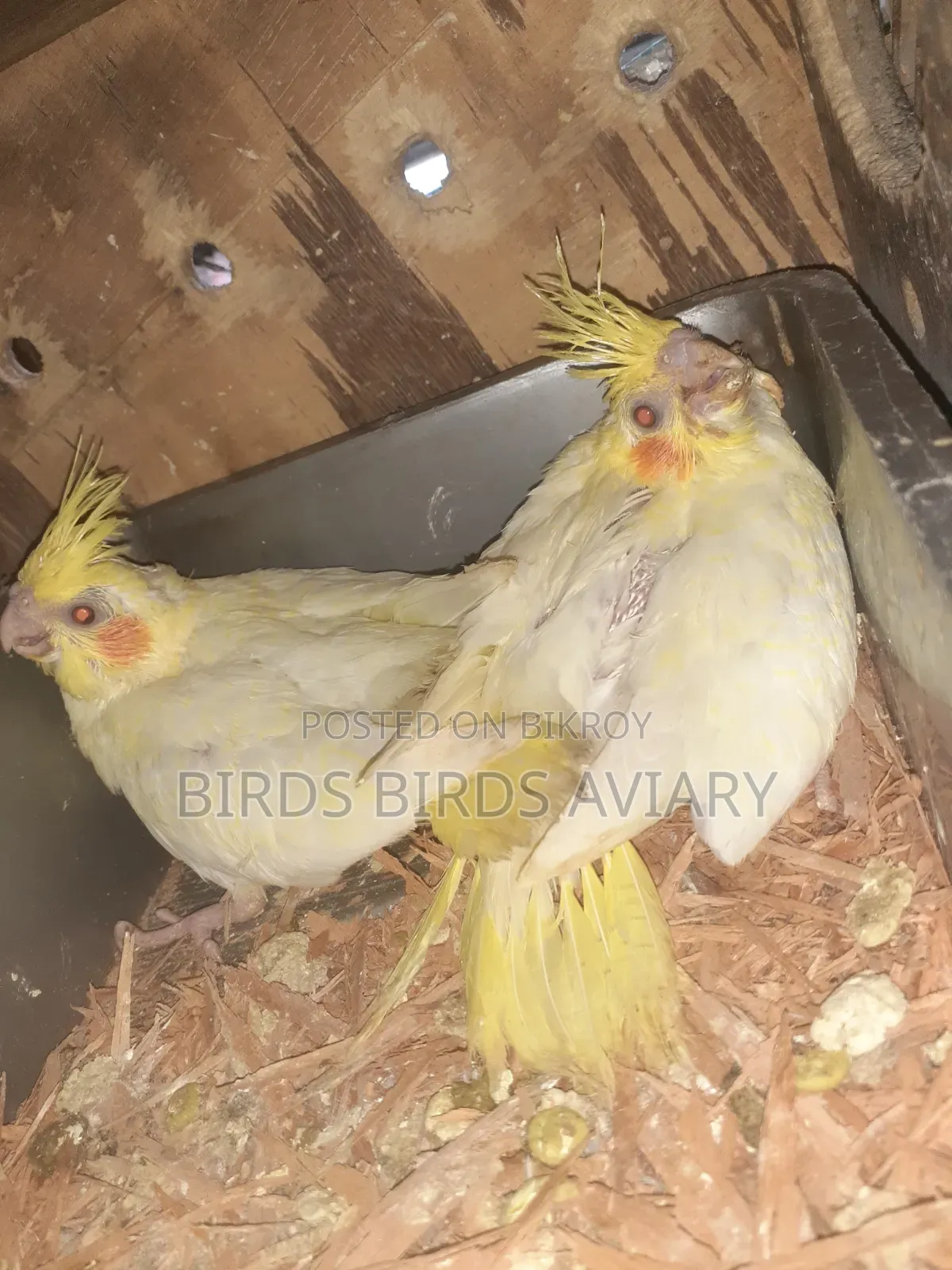 Lutino Cokatel Baby Hand Feed Birds লুটিনো হ্যান্ড ফিড বেবী পাখি