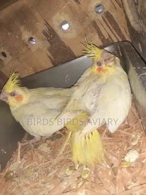 Lutino Cokatel Baby Hand Feed Birds লুটিনো হ্যান্ড ফিড বেবী পাখি