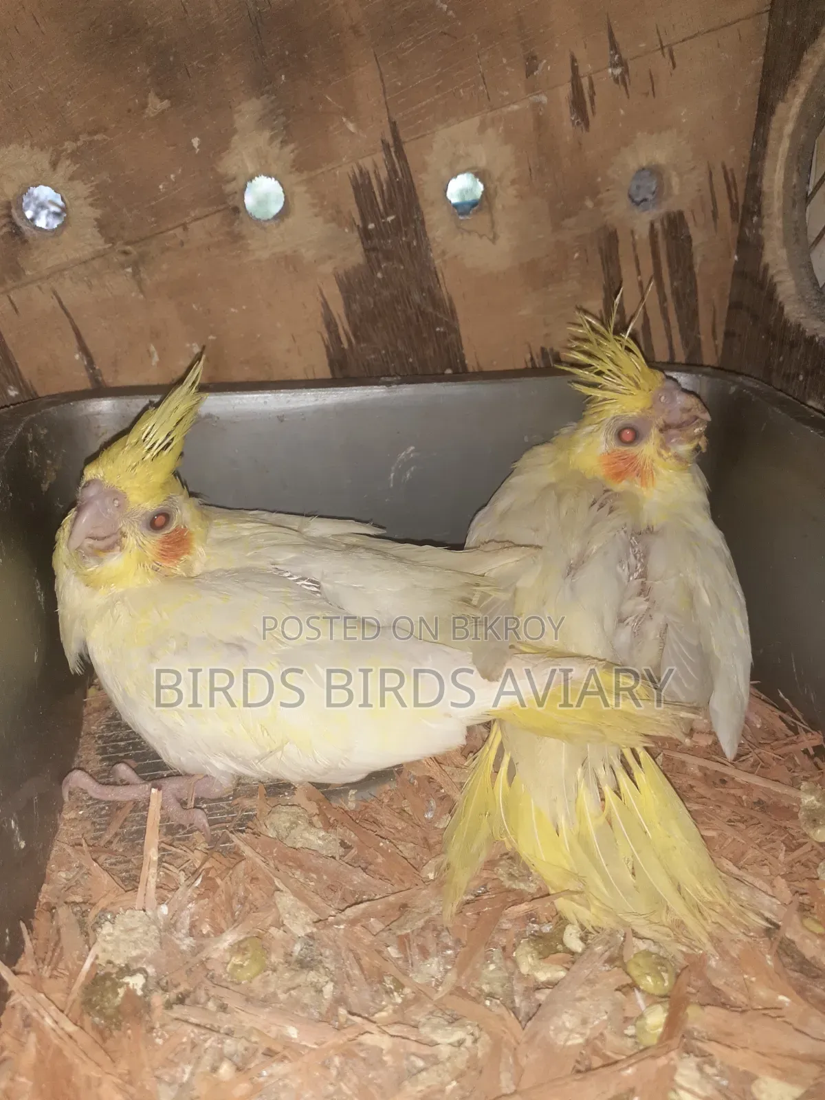 Lutino Cokatel Baby Hand Feed Birds লুটিনো হ্যান্ড ফিড বেবী পাখি