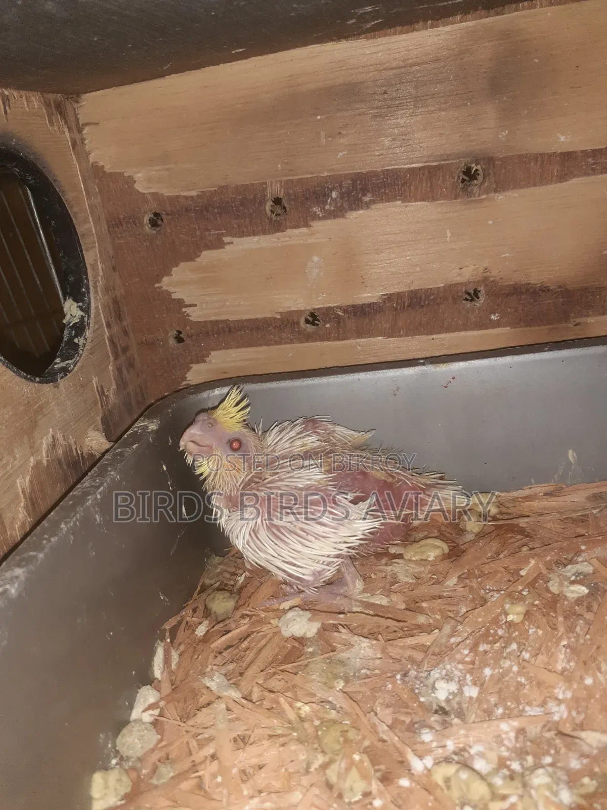 Lutino Cokatel Baby Hand Feed Birds লুটিনো হ্যান্ড ফিড বেবী পাখি