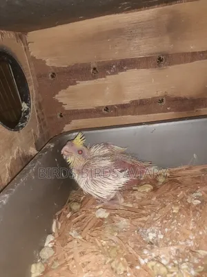 Lutino Cokatel Baby Hand Feed Birds লুটিনো হ্যান্ড ফিড বেবী পাখি
