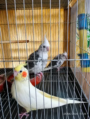 ককাটেল পাখি
