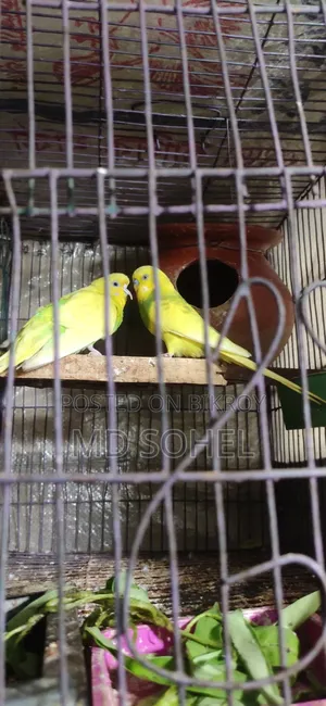 বাজিগার পাখি৷