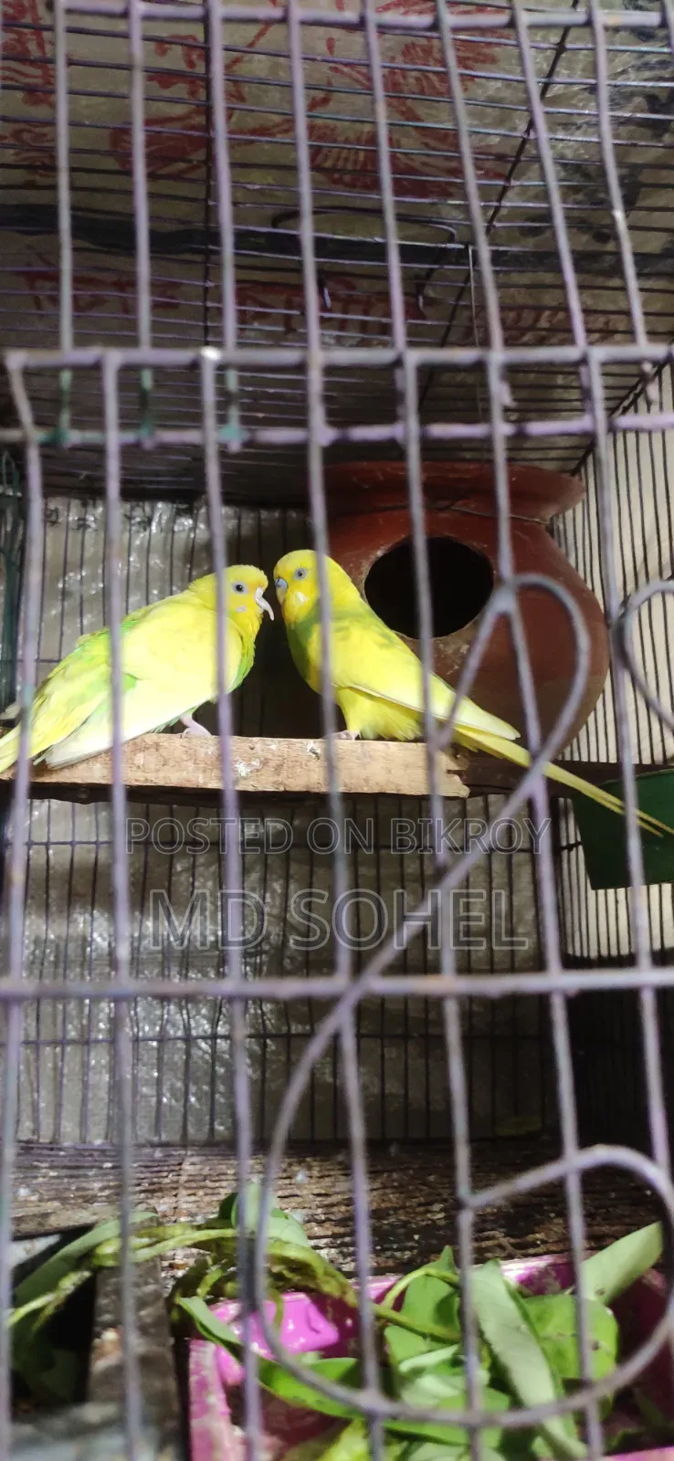 বাজিগার পাখি৷