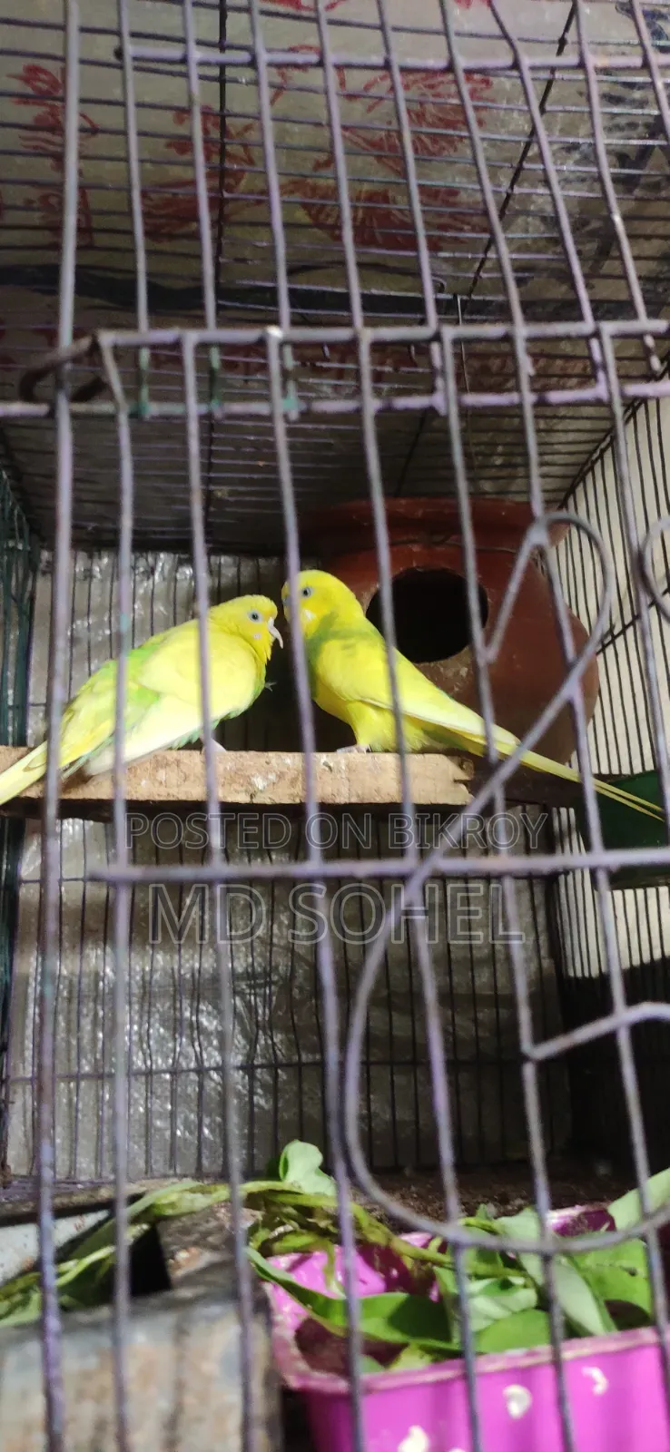 বাজিগার পাখি৷