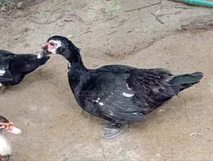 Duck Sale