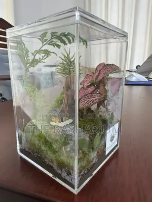 Terrarium Square Glass Box Type