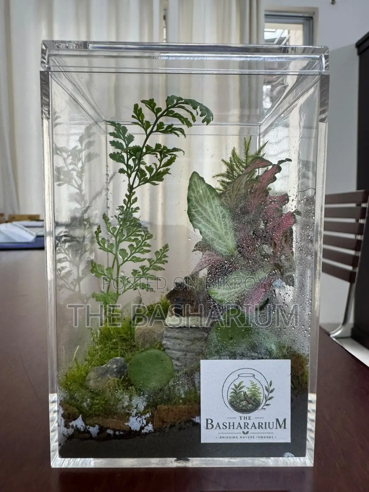 Terrarium Square Glass Box Type