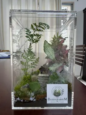 Terrarium Square Glass Box Type