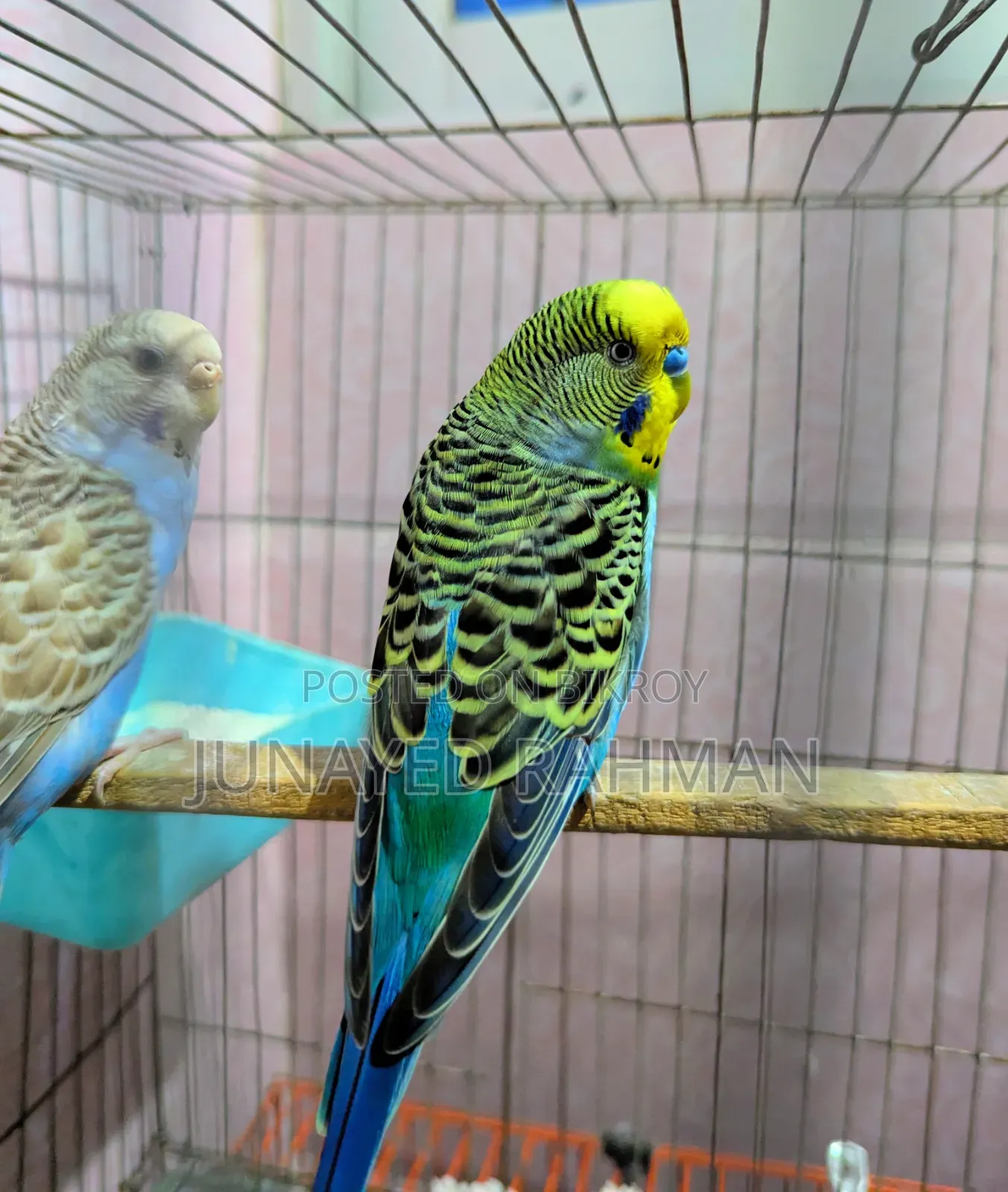 ১ জোড়া রানিং বাজরিগার(মাস্টার পেয়ার)