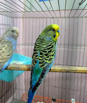 ১ জোড়া রানিং বাজরিগার(মাস্টার পেয়ার)
