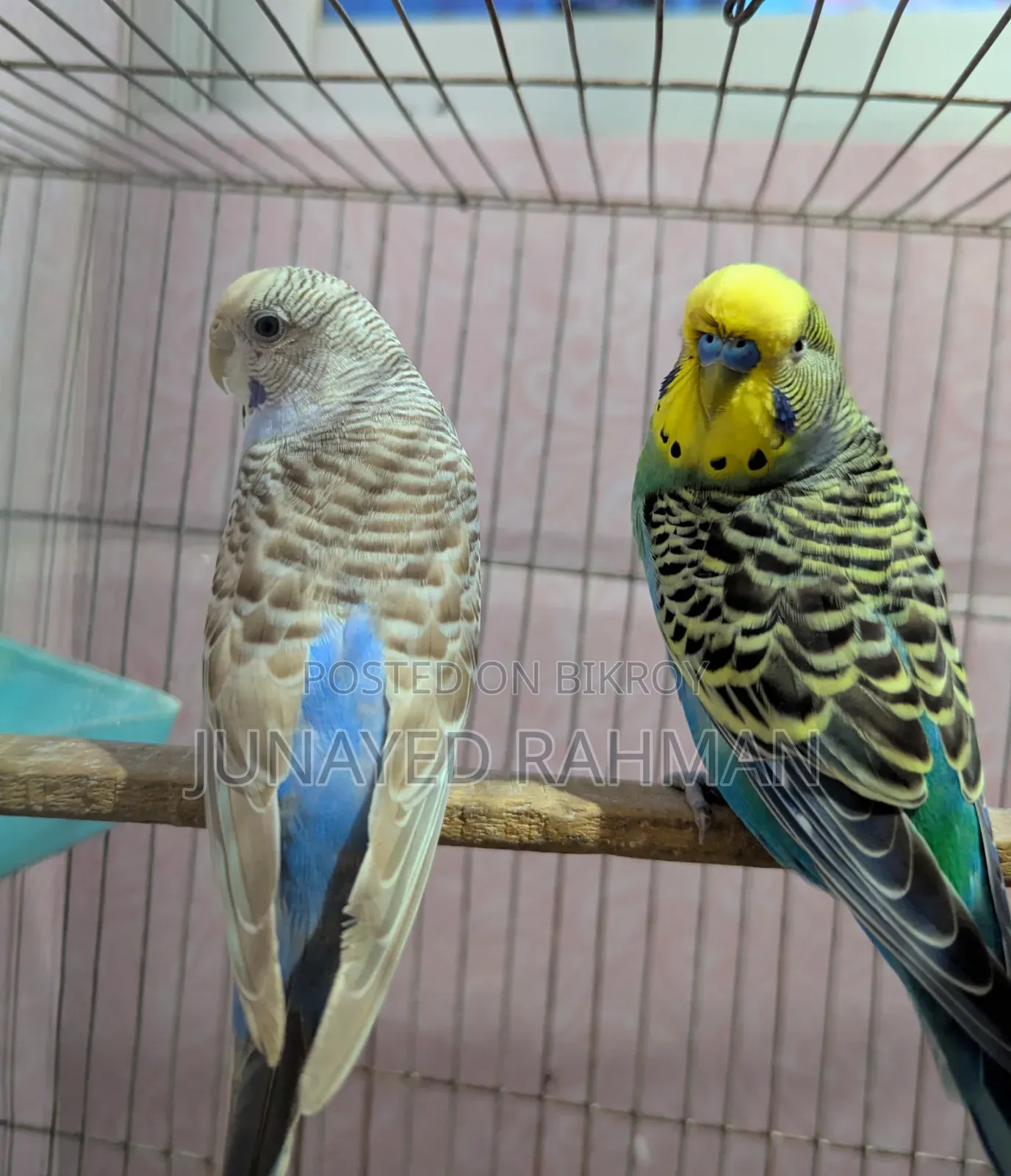 ১ জোড়া রানিং বাজরিগার(মাস্টার পেয়ার)