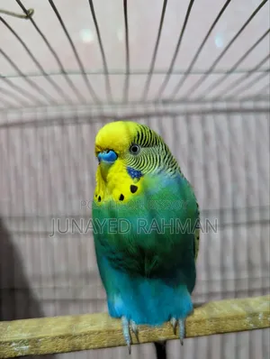 ১ জোড়া রানিং বাজরিগার(মাস্টার পেয়ার)