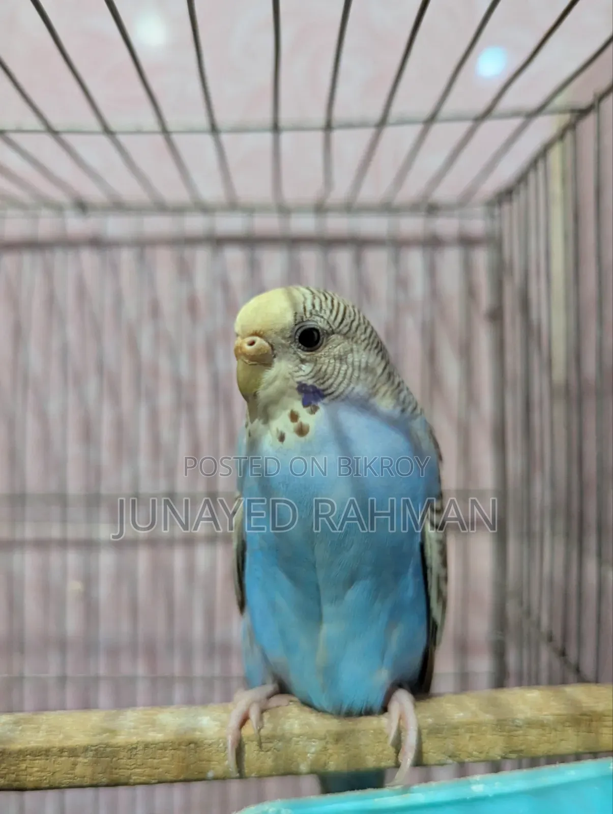 ১ জোড়া রানিং বাজরিগার(মাস্টার পেয়ার)