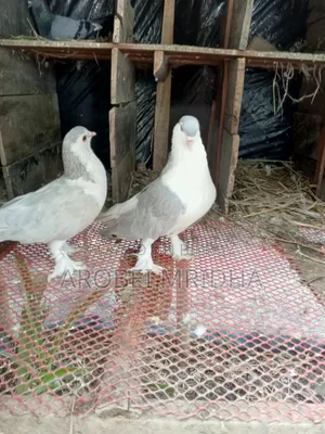 এক জোরা সিলভার সিরাজি বিক্রি হবে ১০০% ডিম বাচ্চা গেরান্টি