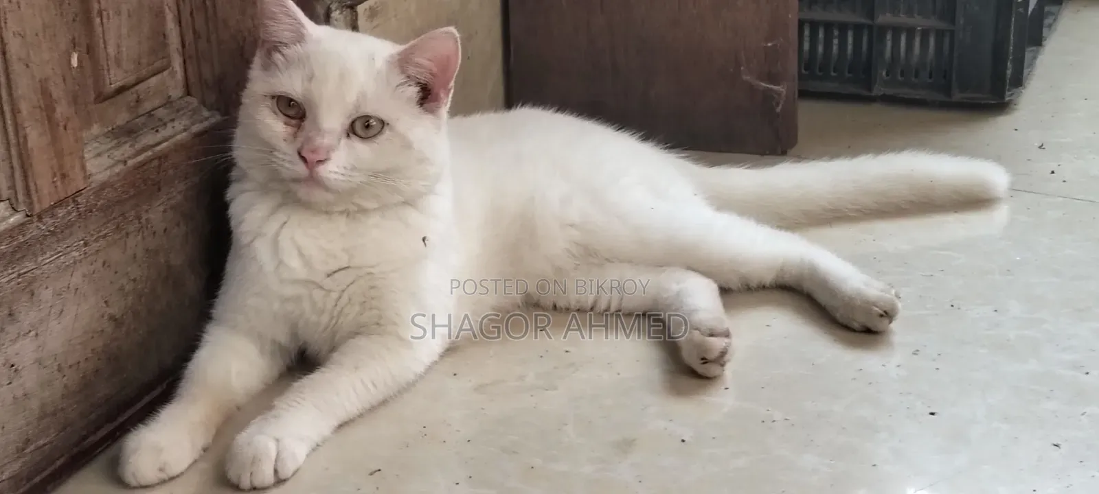 ১-৩ মাসের মেয়ে পিওর ব্রেড ব্রিটিশ শর্টহেয়ার