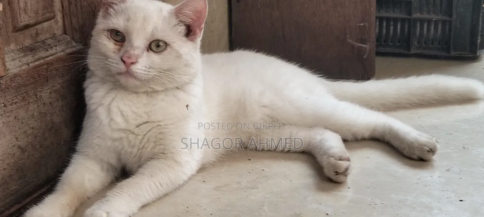 ১-৩ মাসের মেয়ে পিওর ব্রেড ব্রিটিশ শর্টহেয়ার