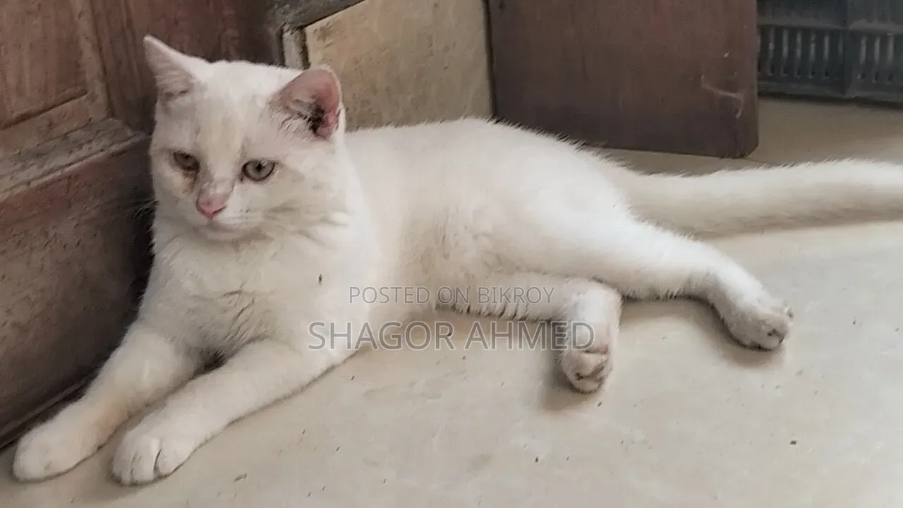 ১-৩ মাসের মেয়ে পিওর ব্রেড ব্রিটিশ শর্টহেয়ার