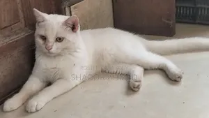 ১-৩ মাসের মেয়ে পিওর ব্রেড ব্রিটিশ শর্টহেয়ার