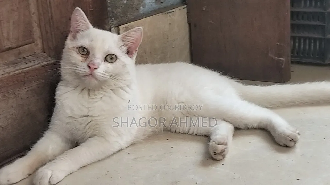 ১-৩ মাসের মেয়ে পিওর ব্রেড ব্রিটিশ শর্টহেয়ার