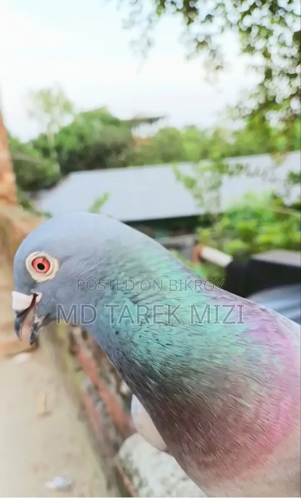 রেসিং কবুতর