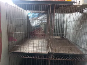 Bird Cage Price per unit