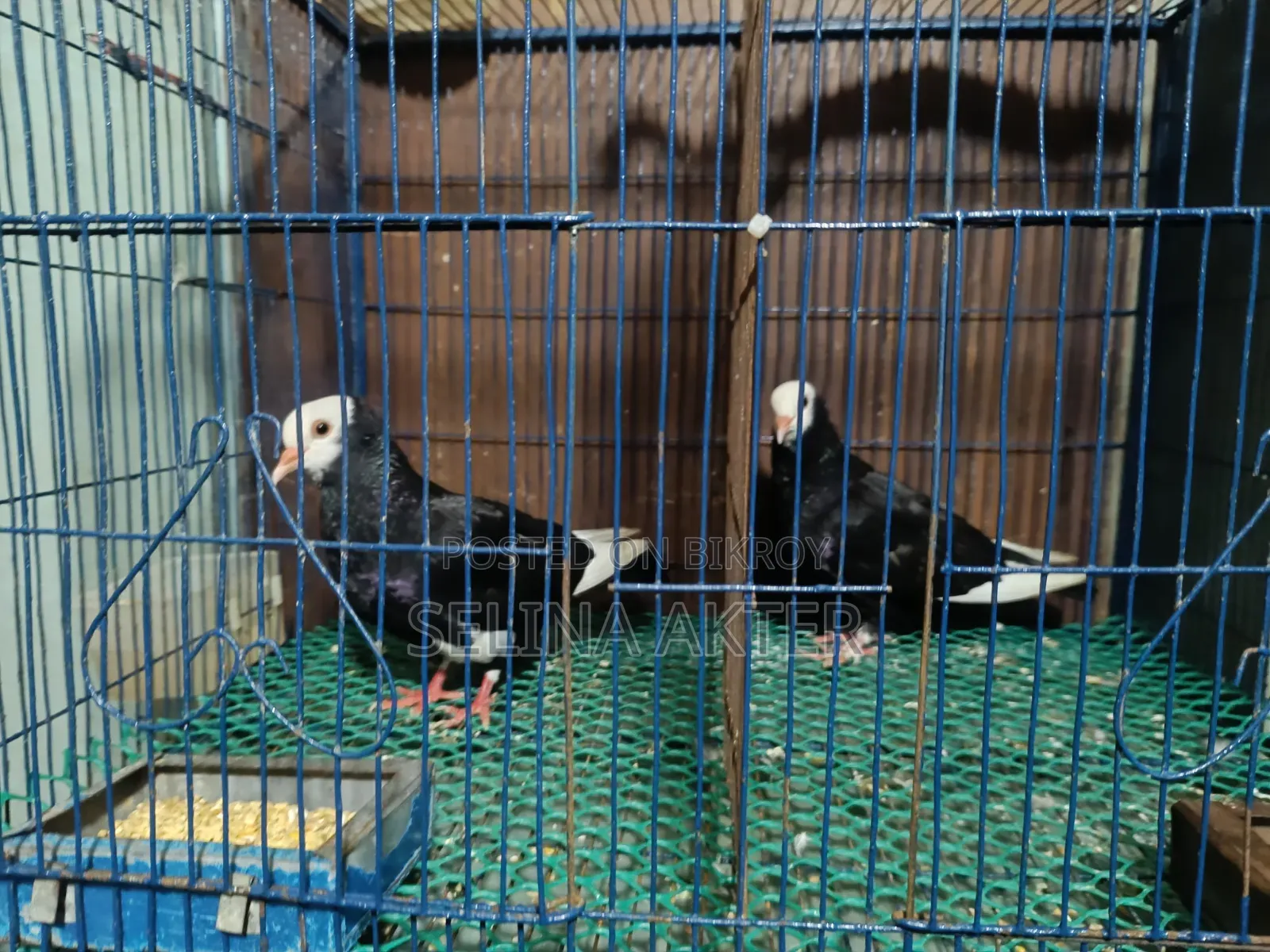 Raj Golla Pair