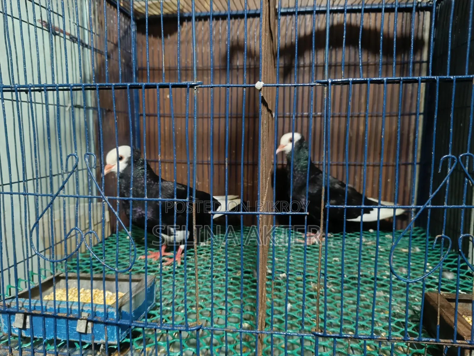 Raj Golla Pair