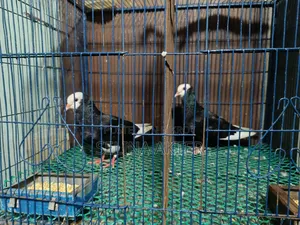 Raj Golla Pair