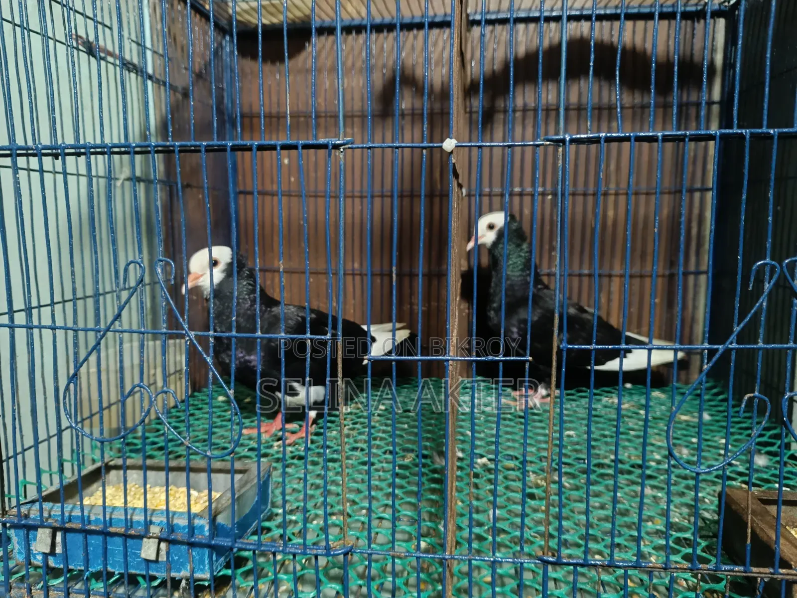 Raj Golla Pair