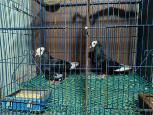 Raj Golla Pair
