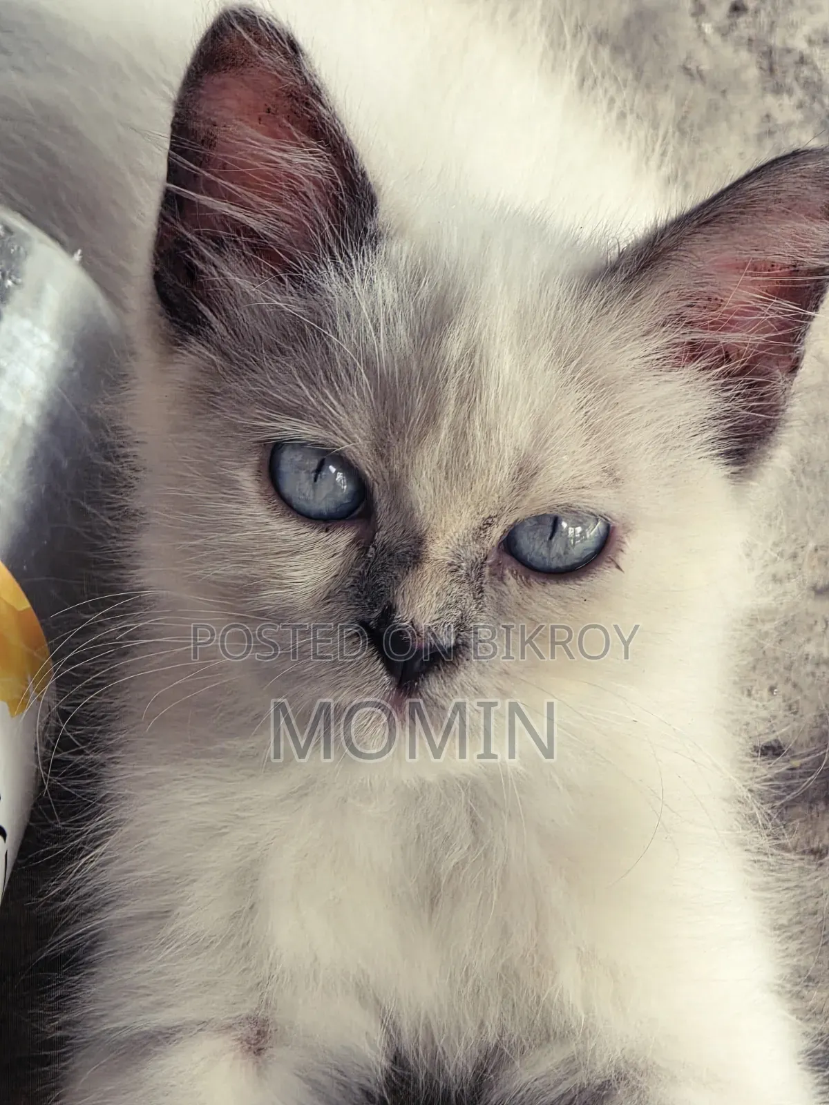 3-6 months Female Purebred Persian