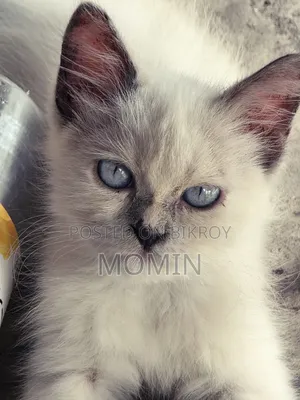 3-6 months Female Purebred Persian