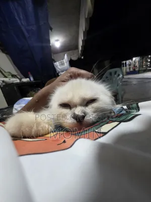 3-6 months Female Purebred Persian
