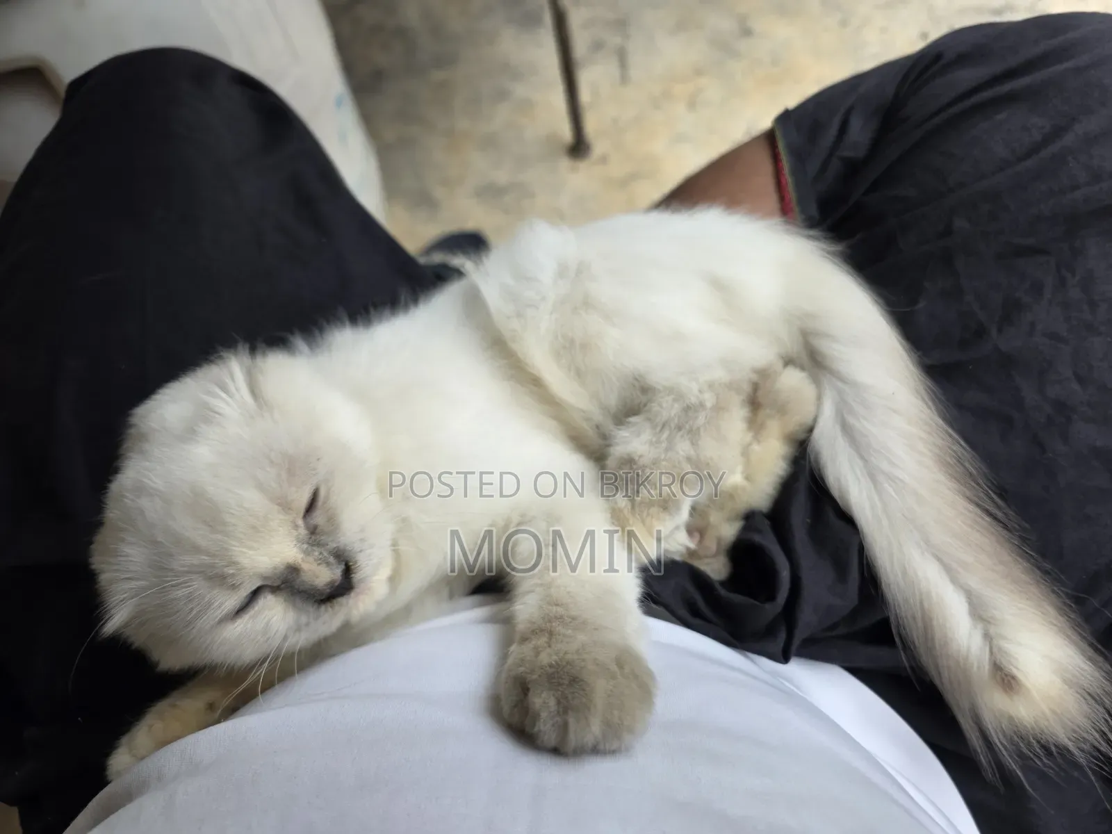 3-6 months Female Purebred Persian